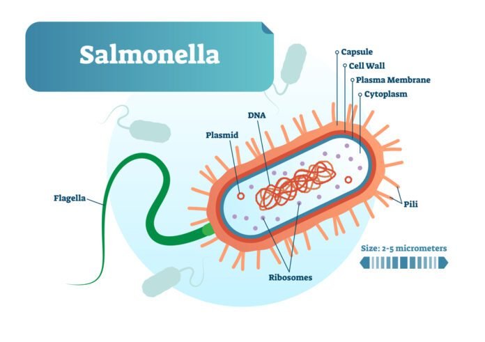 Salmonelyoz